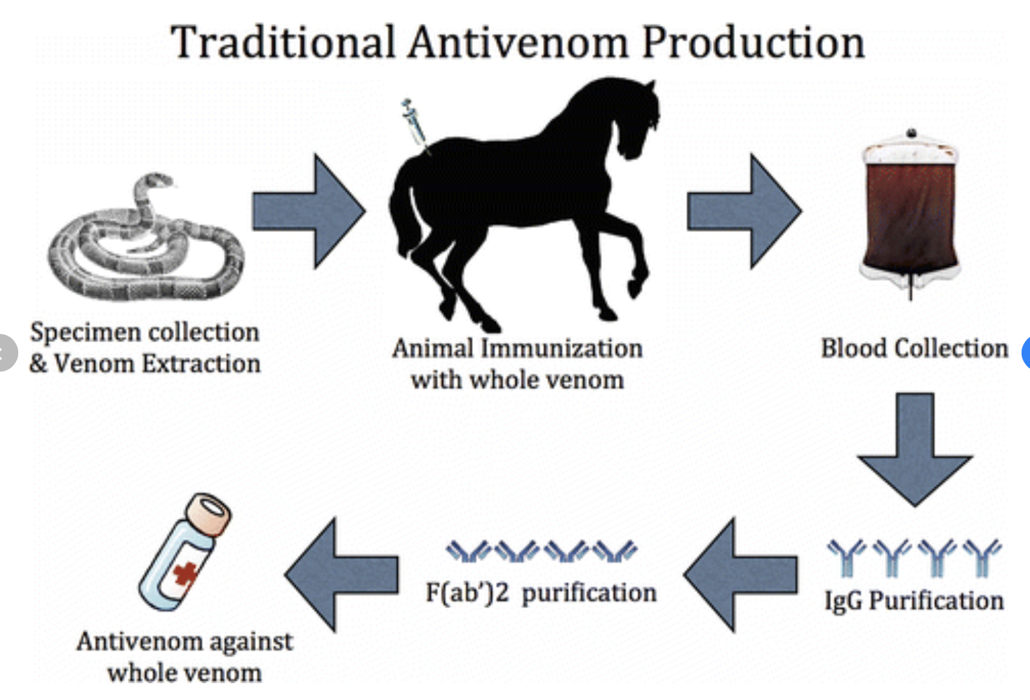 Production of antivenin serum