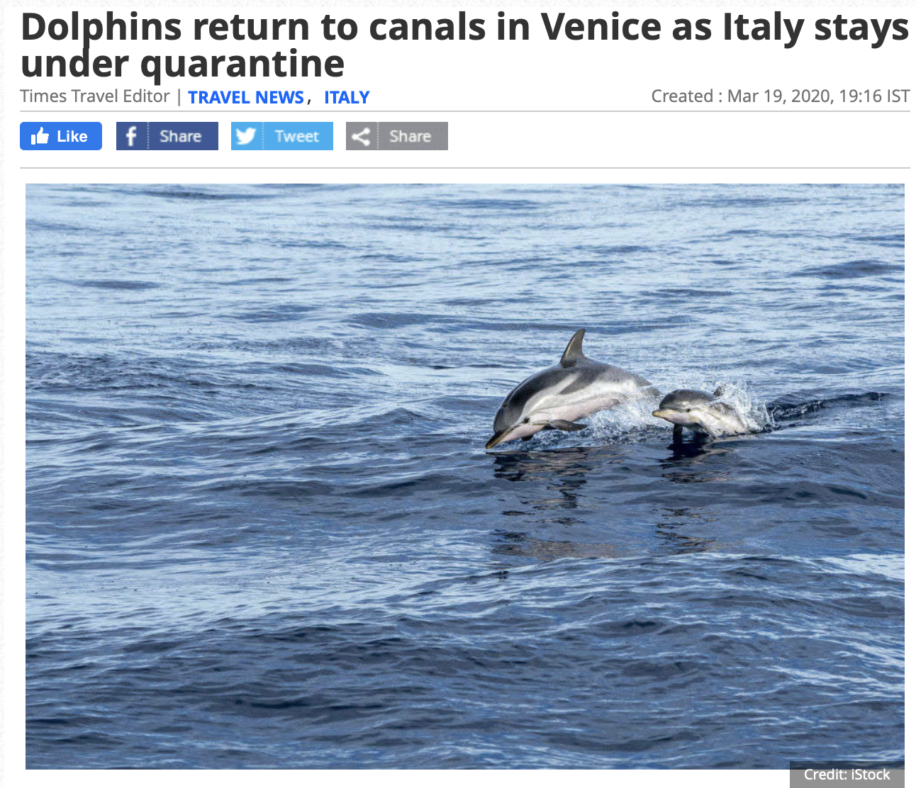 Dolphins in Venice