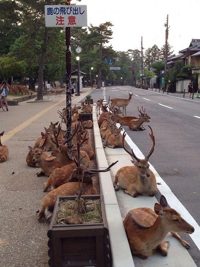 deer in Japan